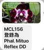 P. Mituo Reflex DD Black Tiger